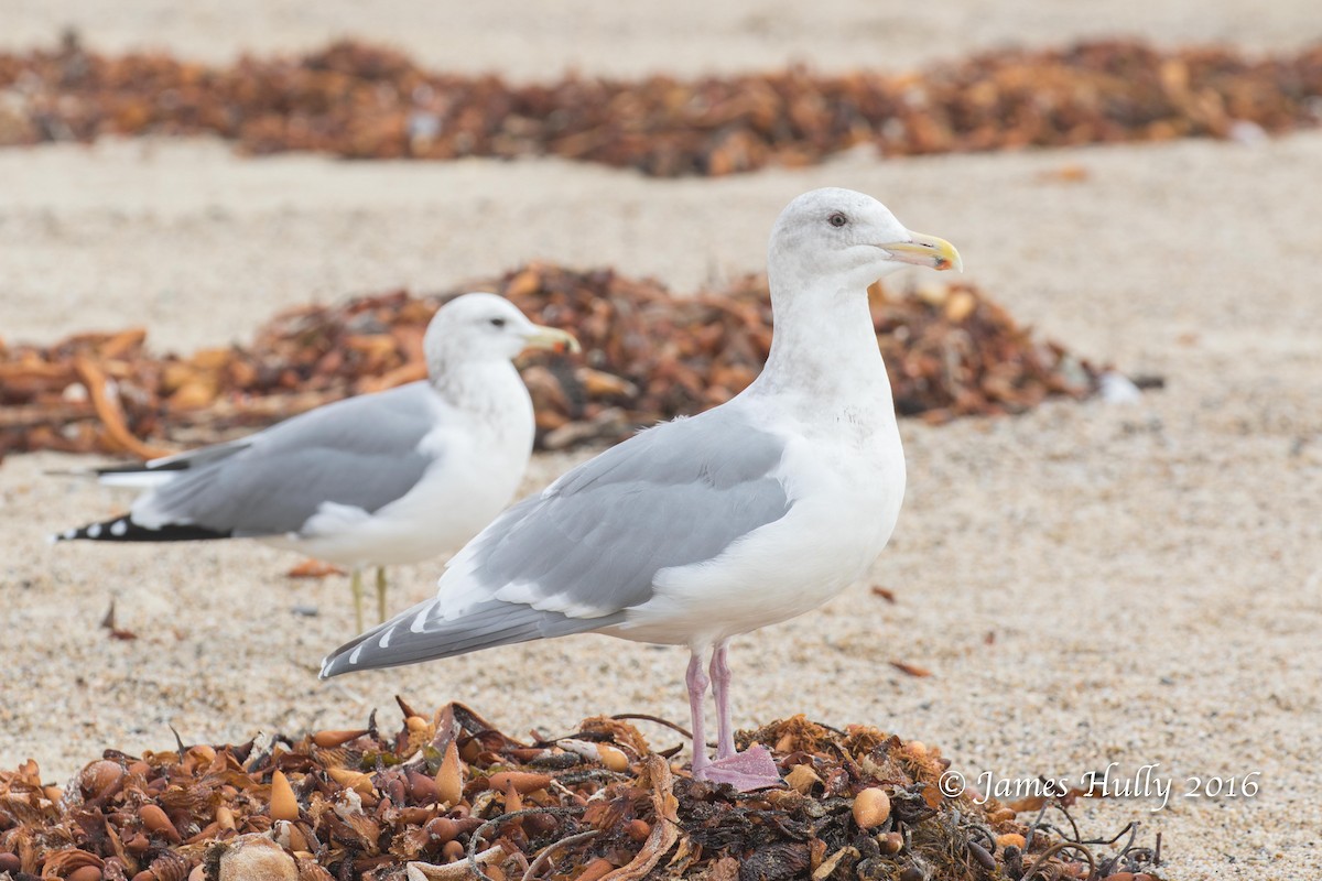 Glaucous-winged Gull - ML49804991