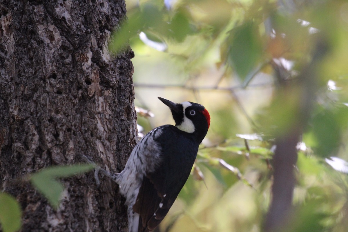 Acorn Woodpecker - ML498051041