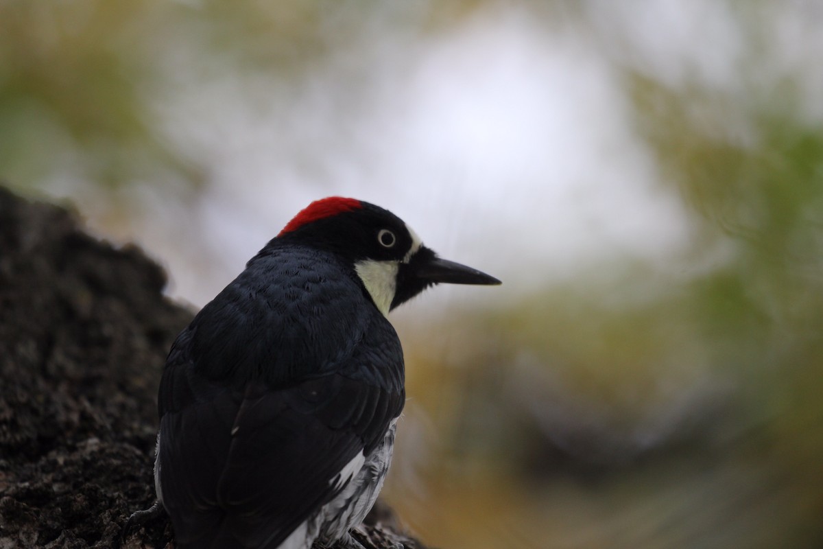 Acorn Woodpecker - ML498051051