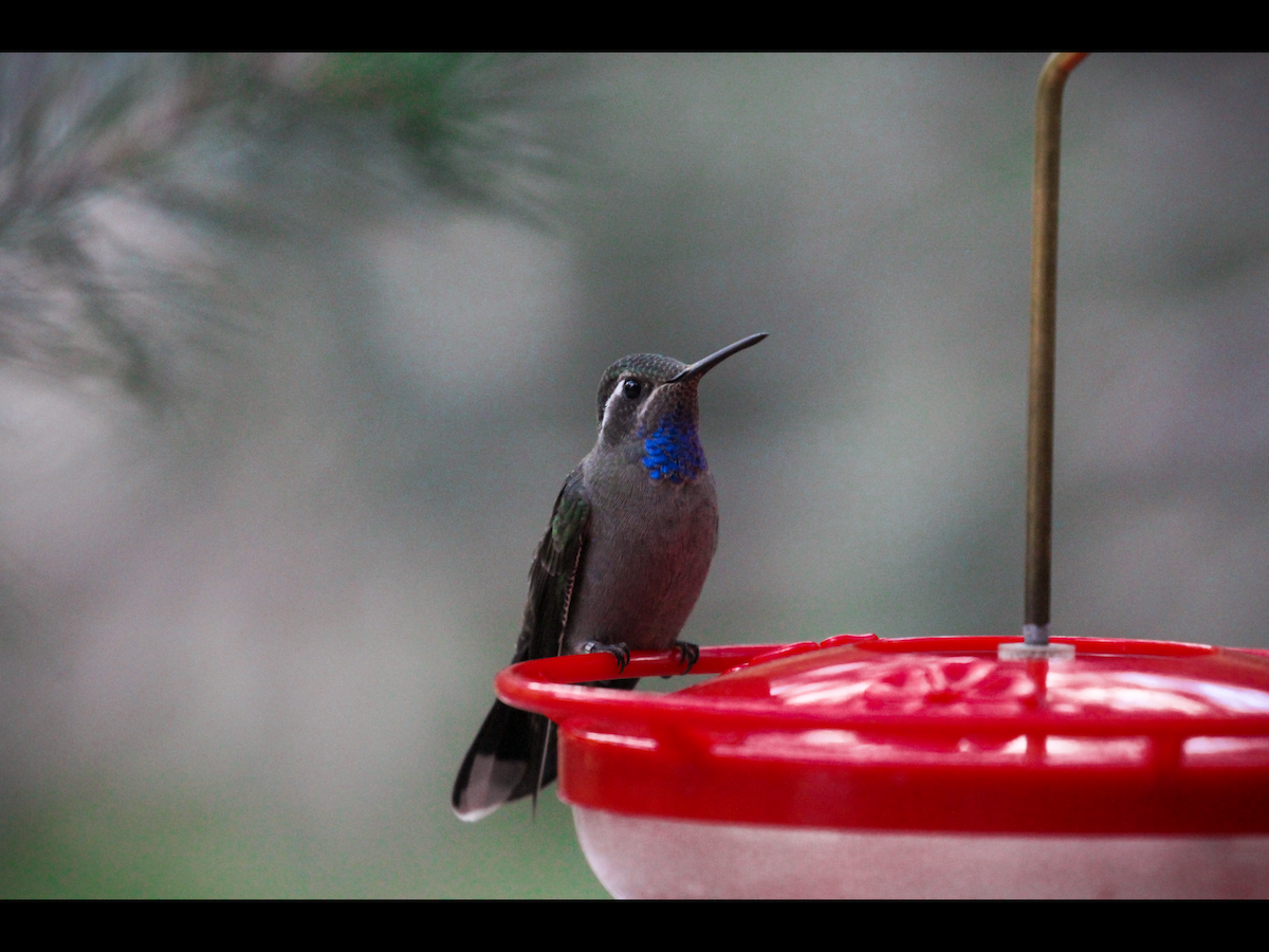 Blue-throated Mountain-gem - ML498051201