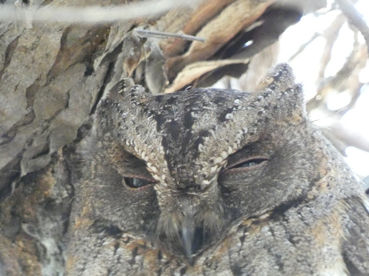 Madagascar Scops-Owl - Mike Tuer