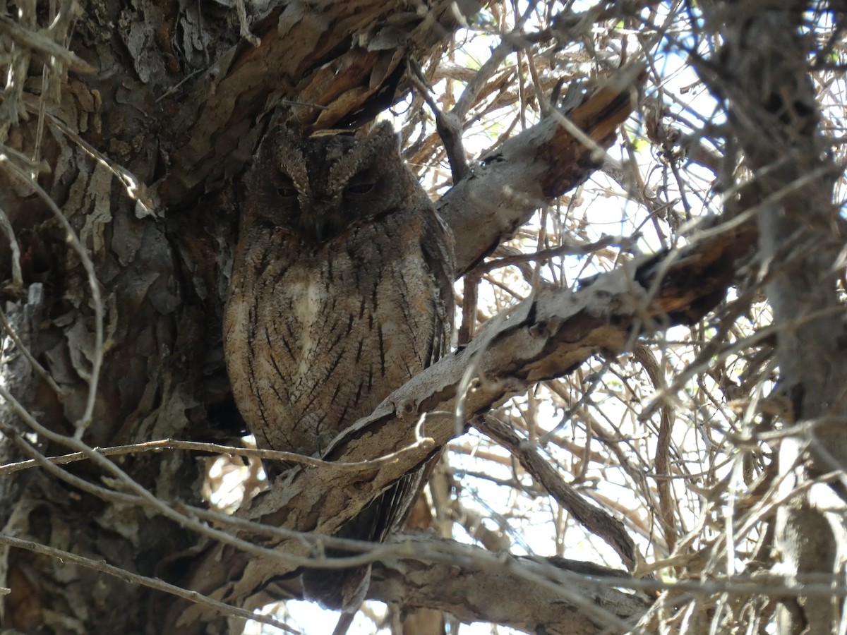 Madagascar Scops-Owl - Mike Tuer