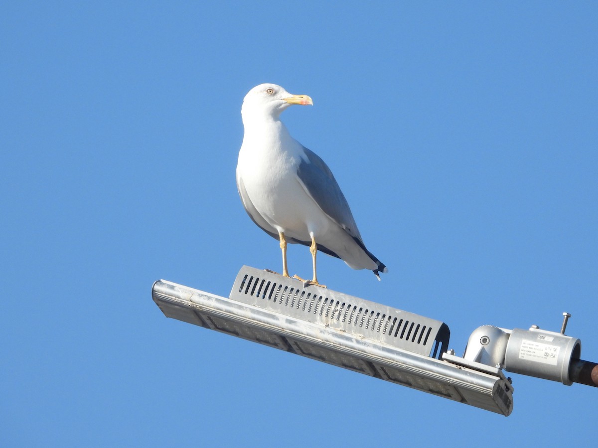 Yellow-legged Gull - ML498051801