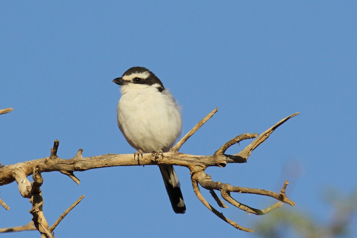 Southern Fiscal - Margot Oorebeek