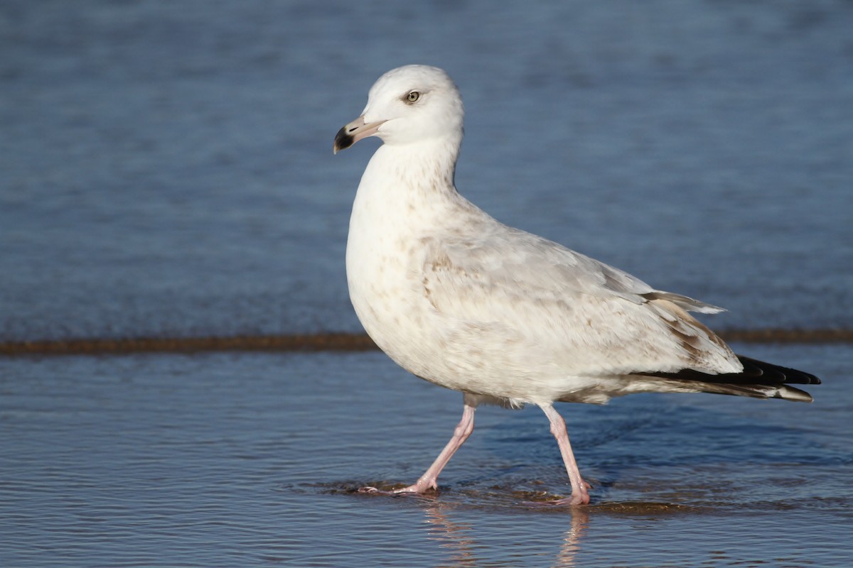 American Herring Gull - Alex Lamoreaux
