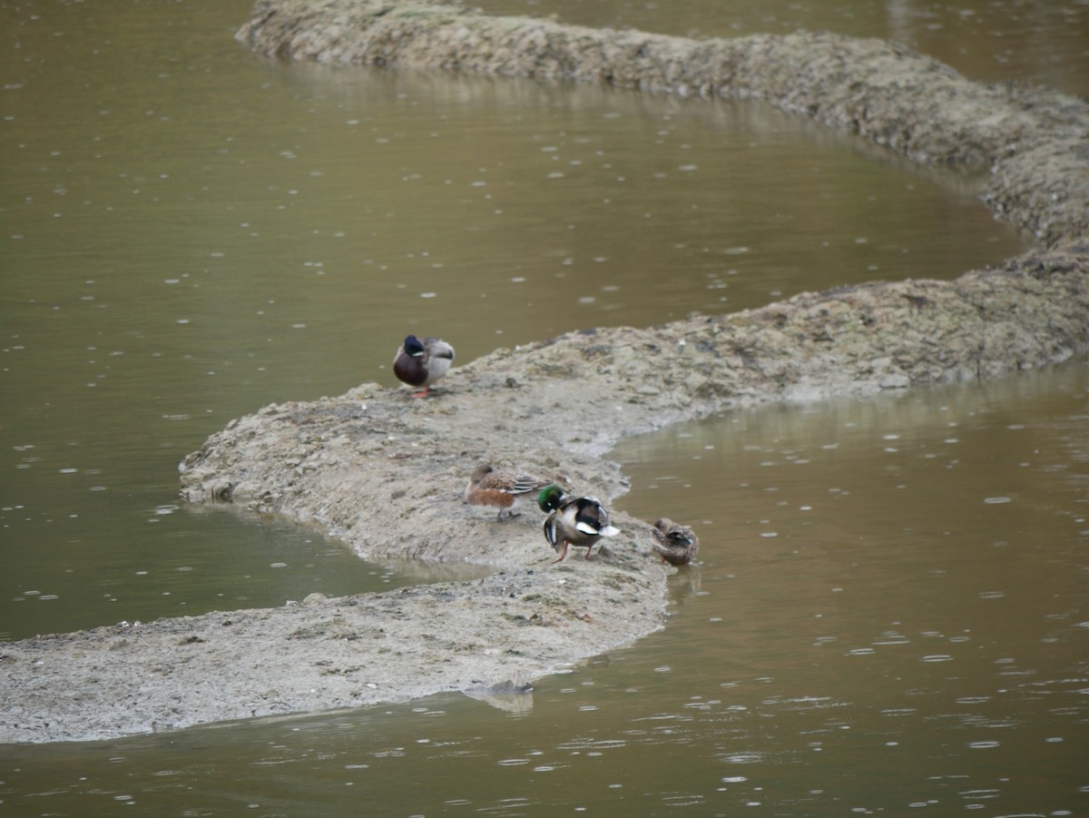 Mallard - ML498055901