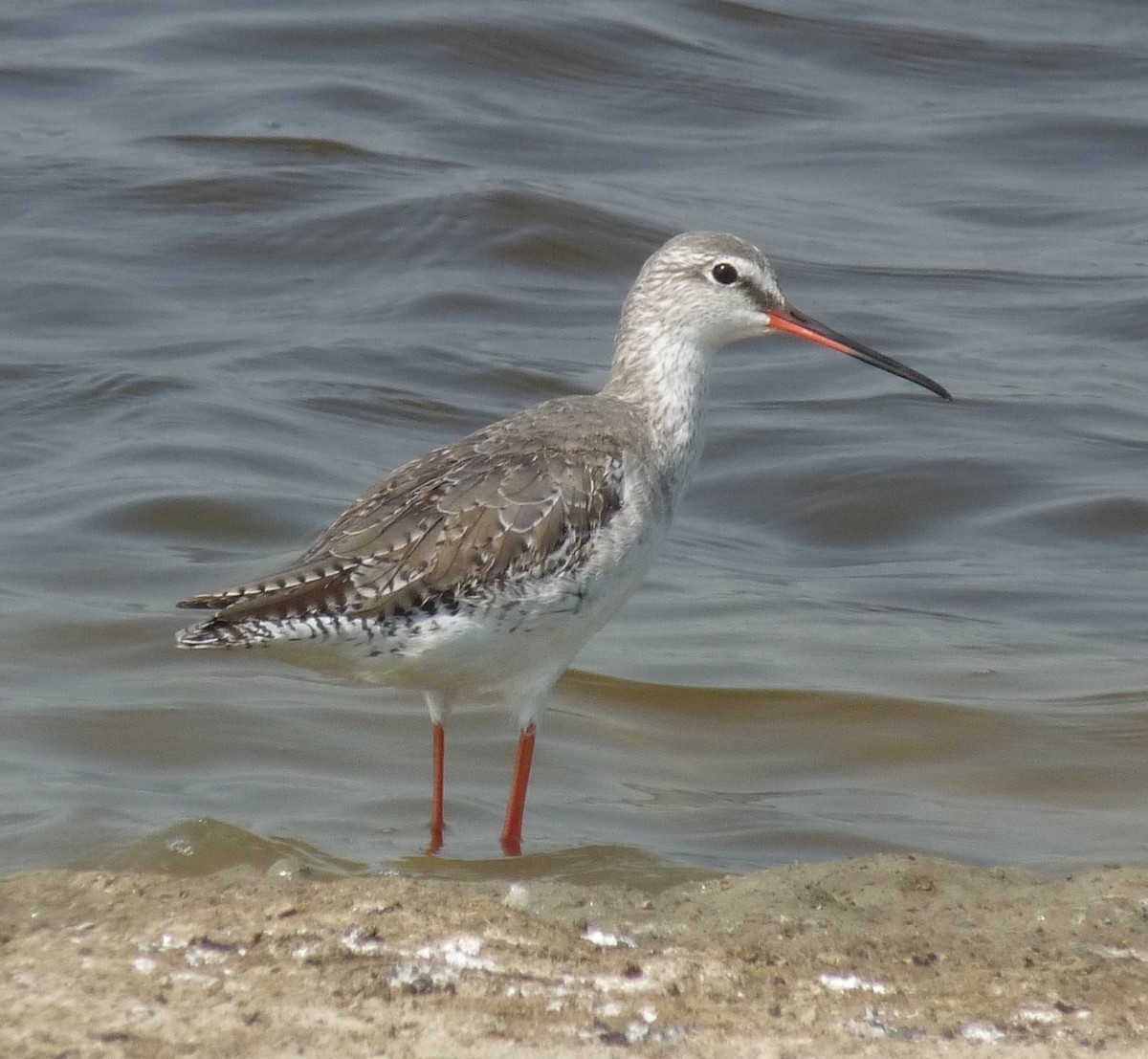 Spotted Redshank - ML498057081