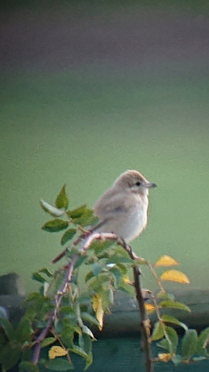 荒漠伯勞 - ML498057451