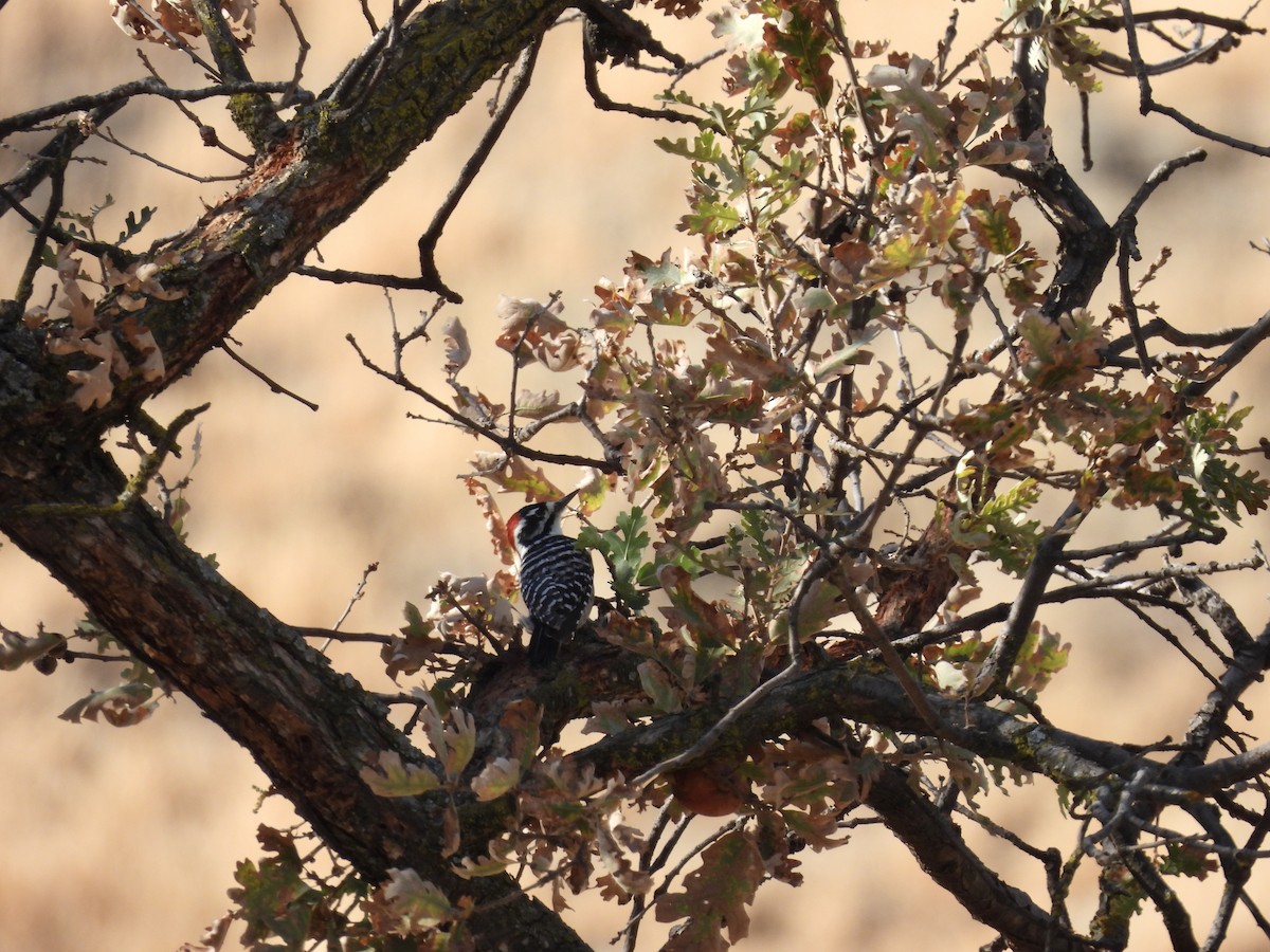 Nuttall's Woodpecker - ML498057821