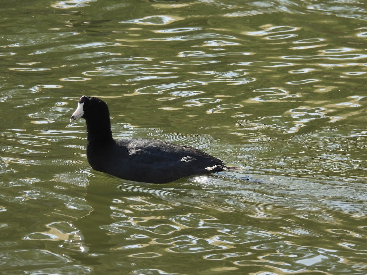 American Coot - ML498057851