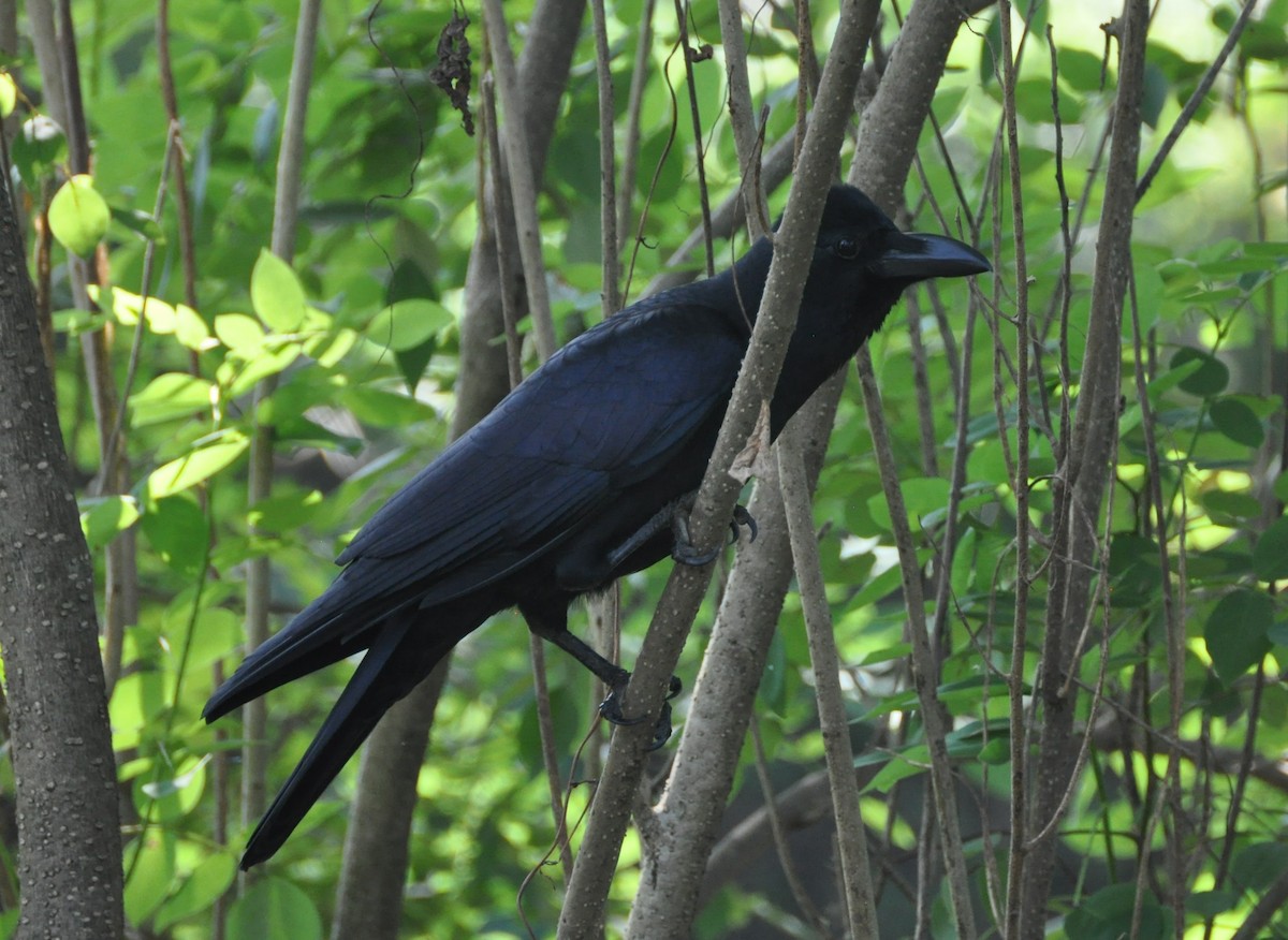 Large-billed Crow - ML498058321