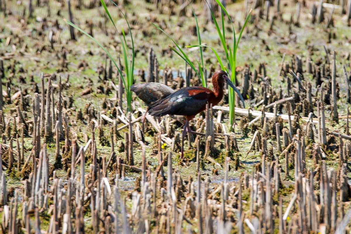 White-faced Ibis - ML498058581