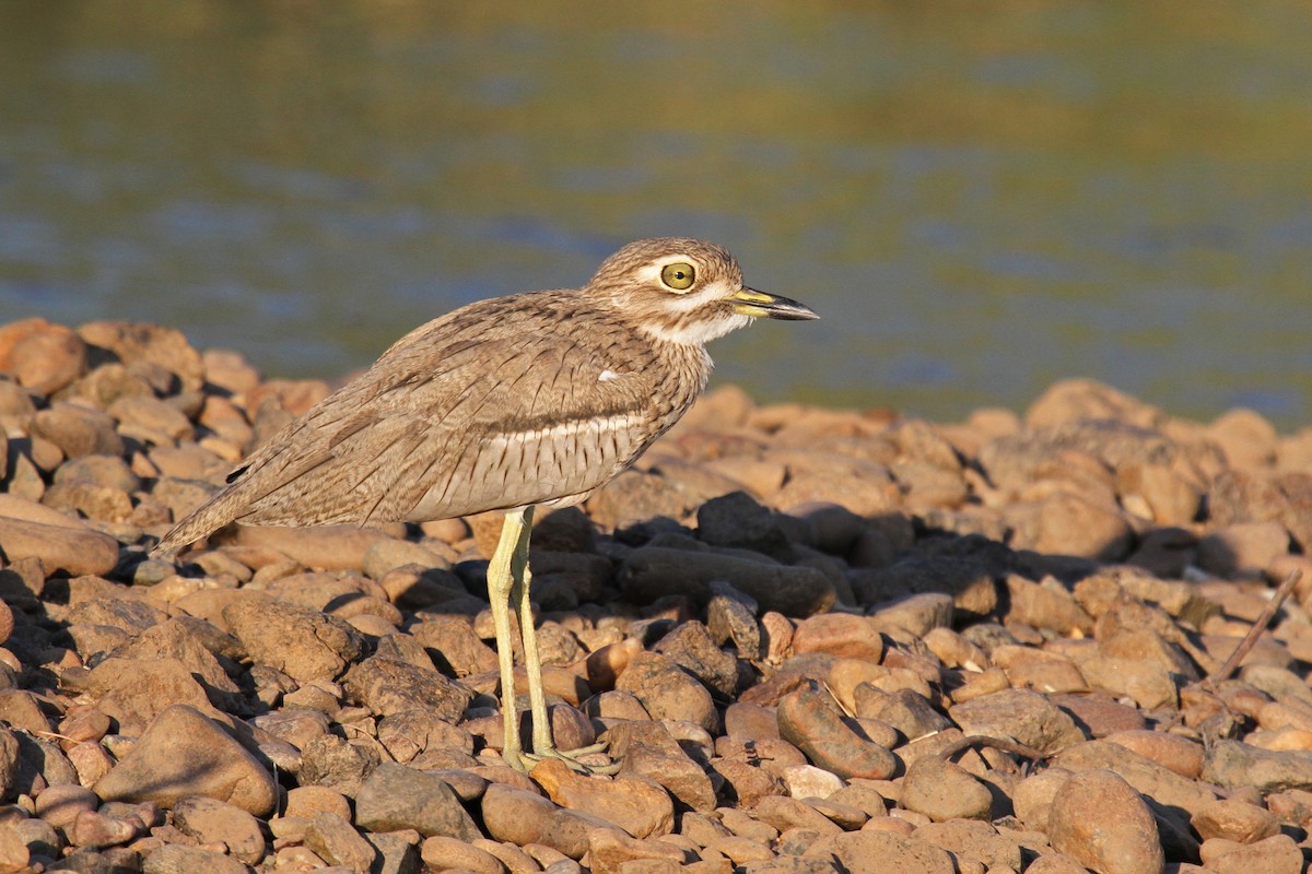 Water Thick-knee - ML49805881