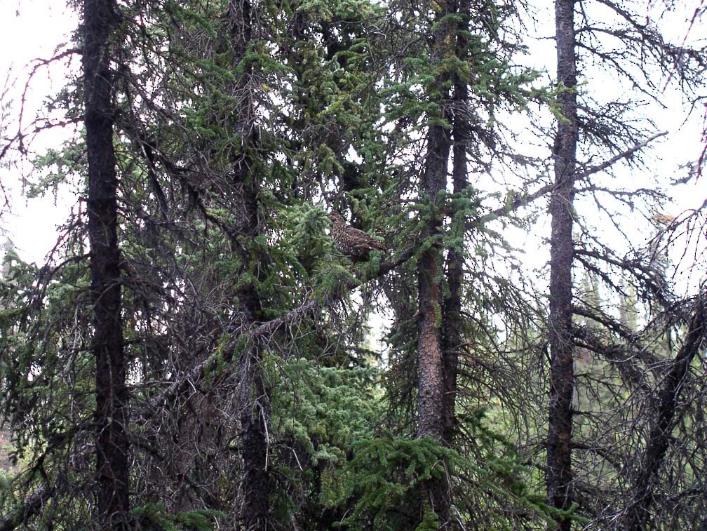 Spruce Grouse (Spruce) - ML49805941
