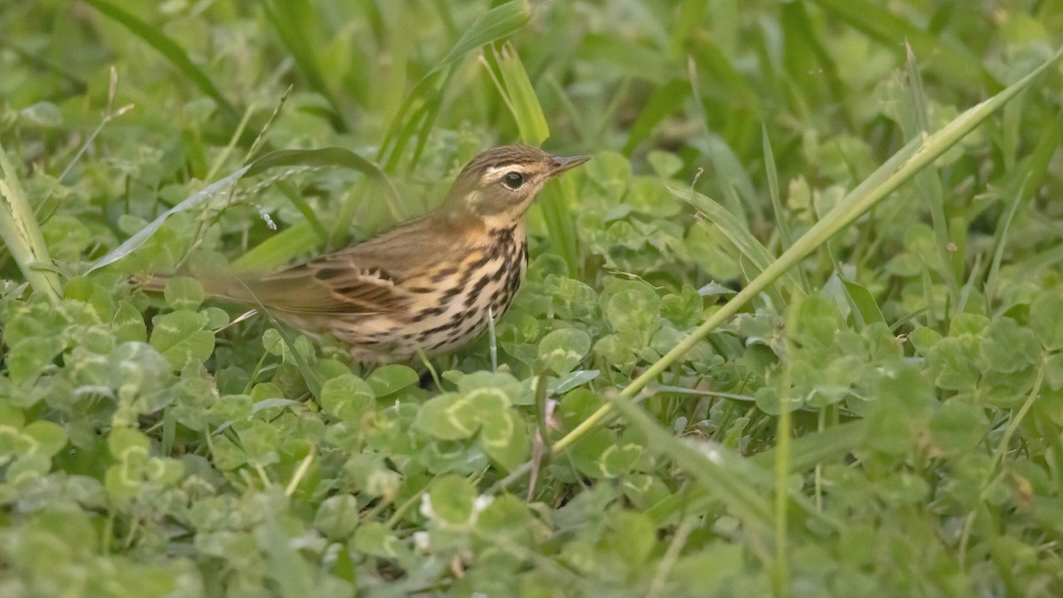 Olive-backed Pipit - Andrés  Rojas Sánchez