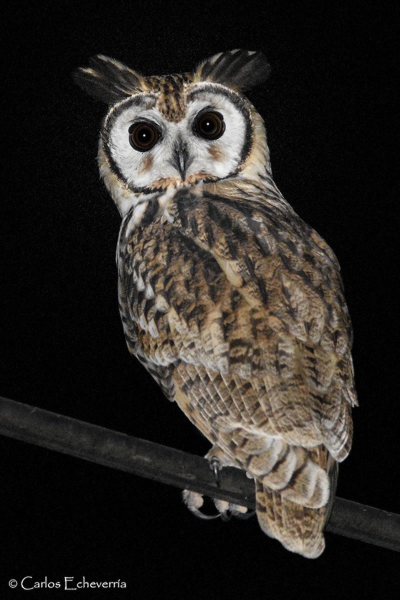 Striped Owl - ML498062321