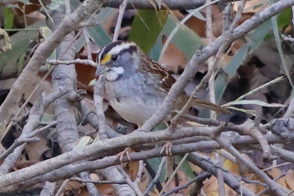 White-throated Sparrow - ML498064981