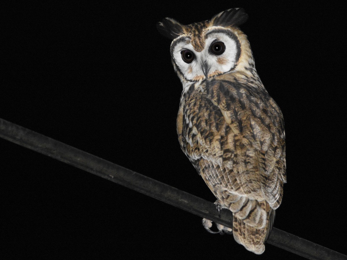 Striped Owl - ML498065791