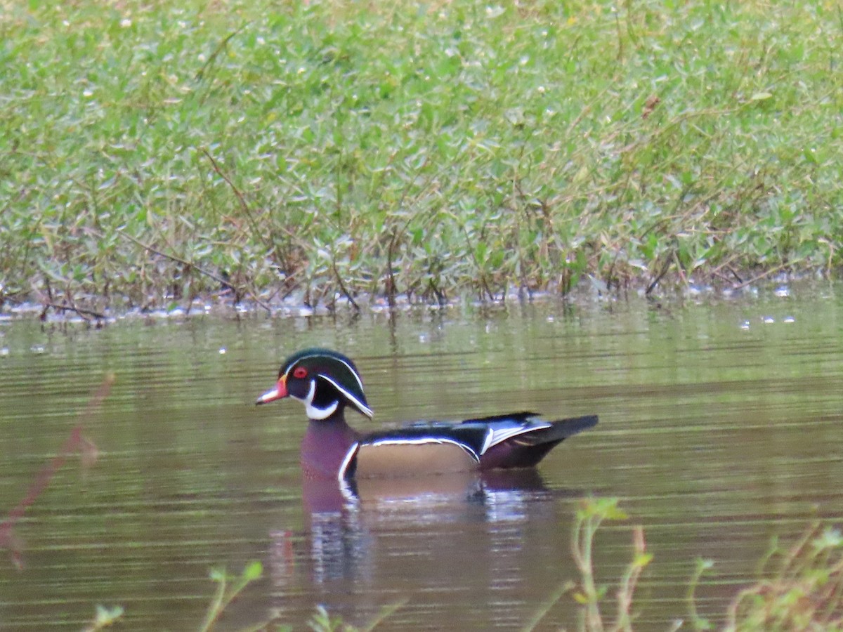 Wood Duck - ML498066451