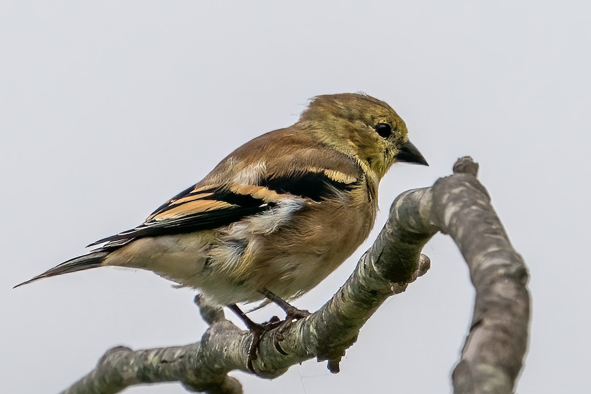 American Goldfinch - ML498066821