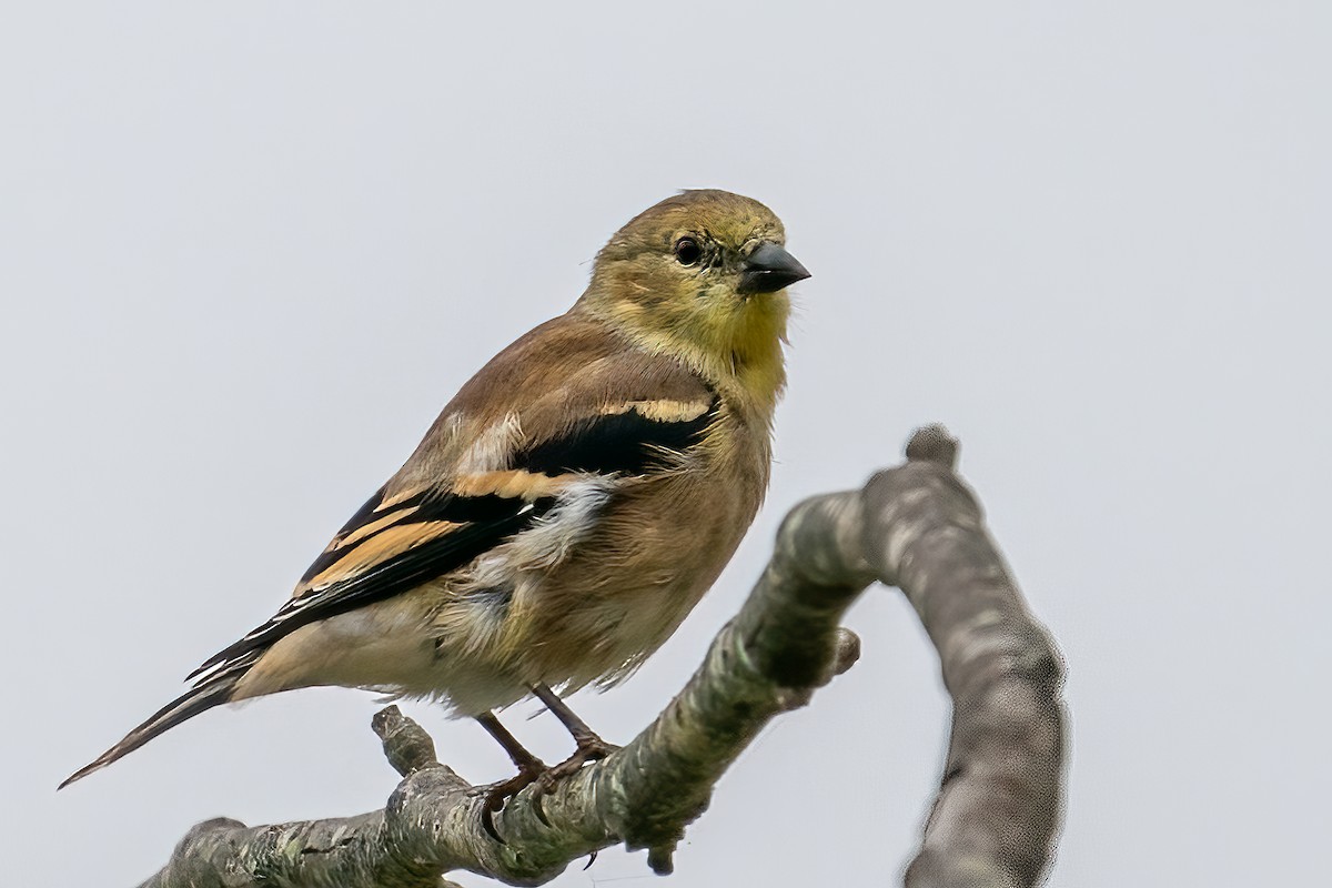 American Goldfinch - Bill Wood