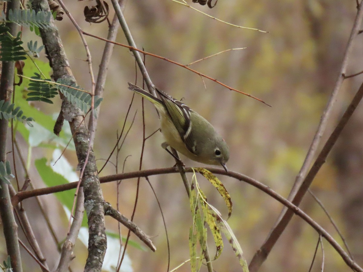 Ruby-crowned Kinglet - ML498067051