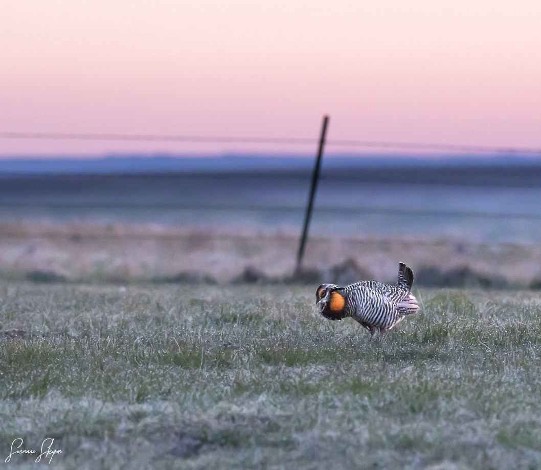 Greater Prairie-Chicken - Susanne Skyrm