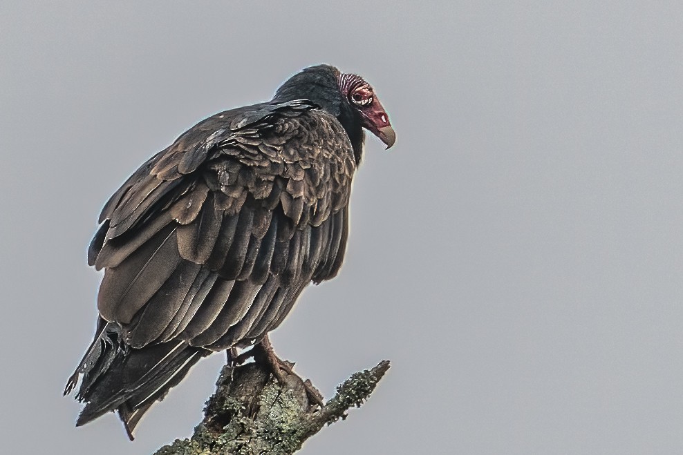 ヒメコンドル - ML498068041