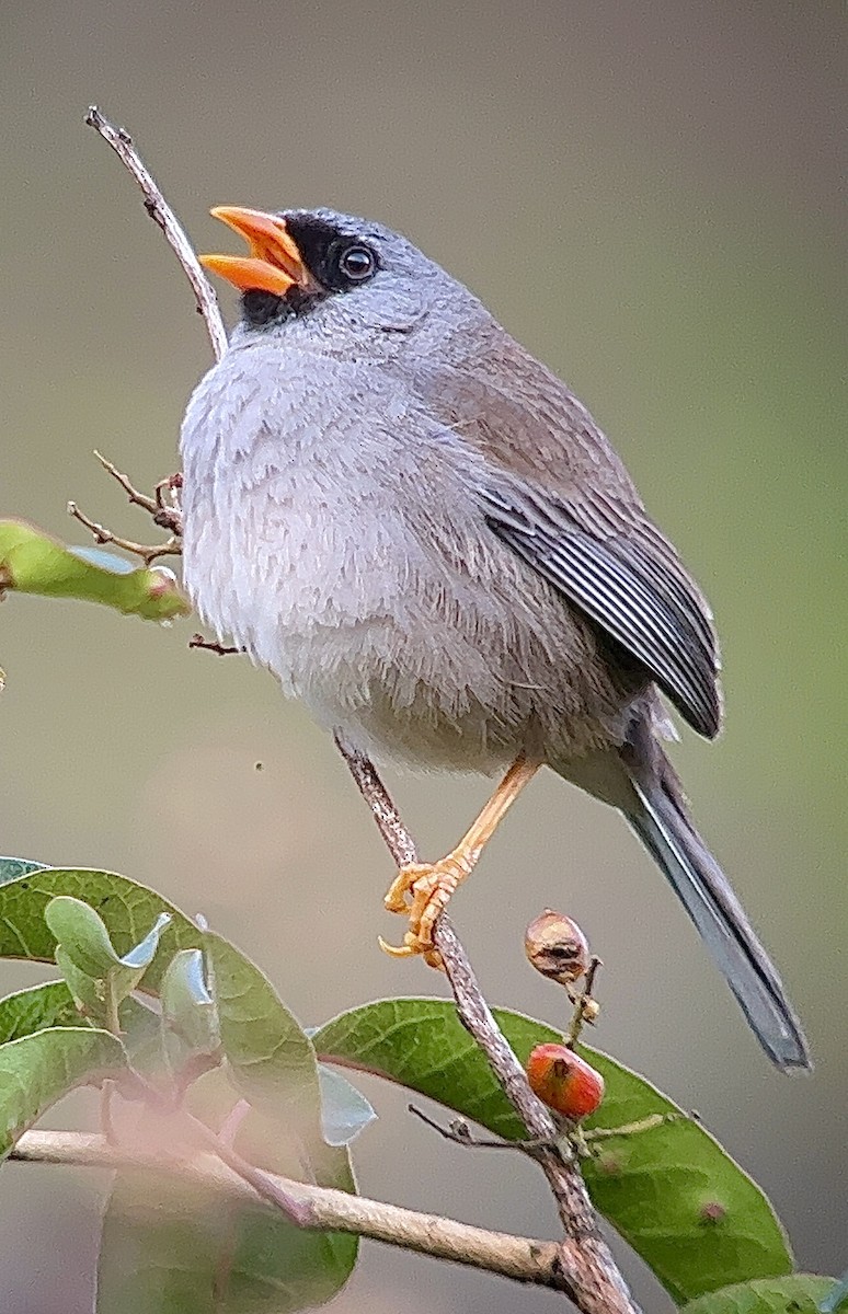 Gray-winged Inca-Finch - William Orellana (Beaks and Peaks)