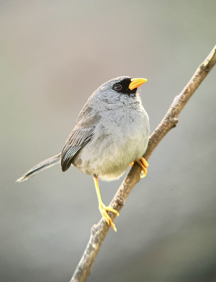 Gray-winged Inca-Finch - ML498070371