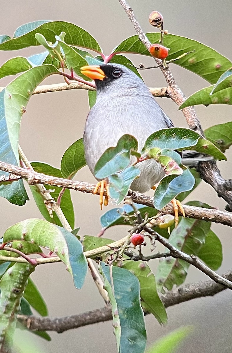 Gray-winged Inca-Finch - ML498070381