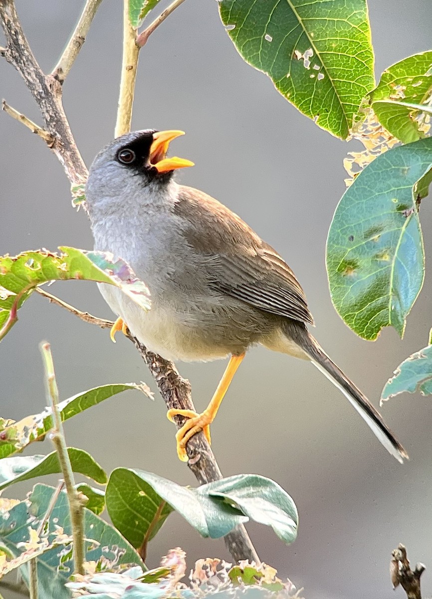 Gray-winged Inca-Finch - ML498070391