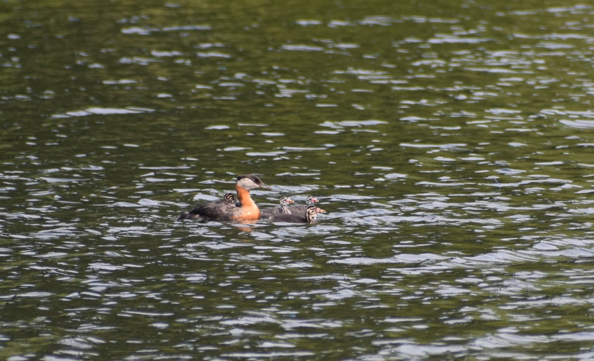 Red-necked Grebe - ML498072651