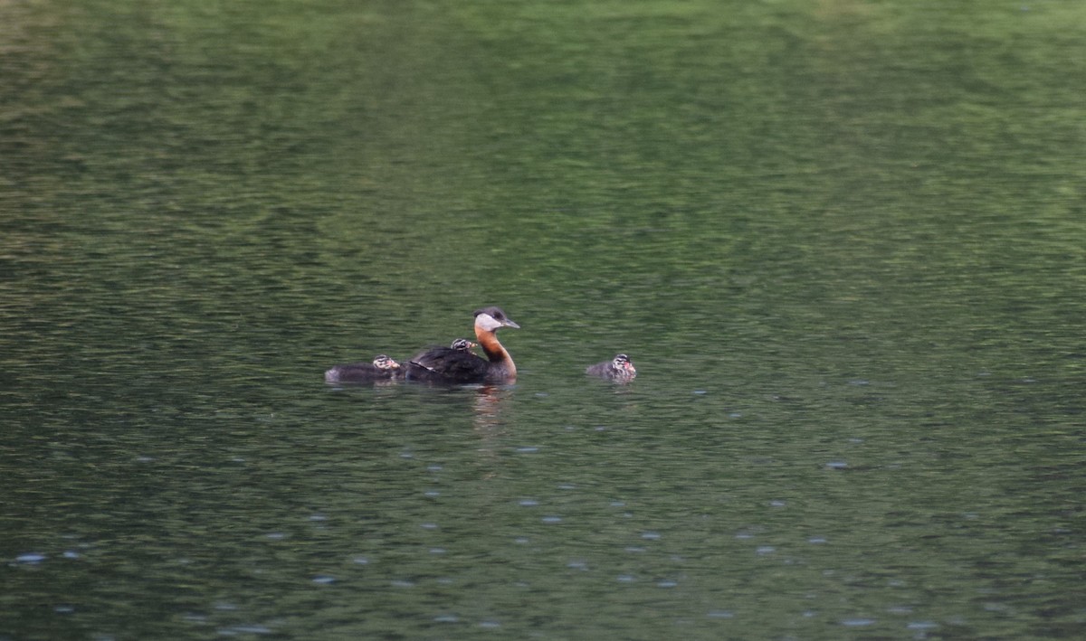 Red-necked Grebe - ML498072661