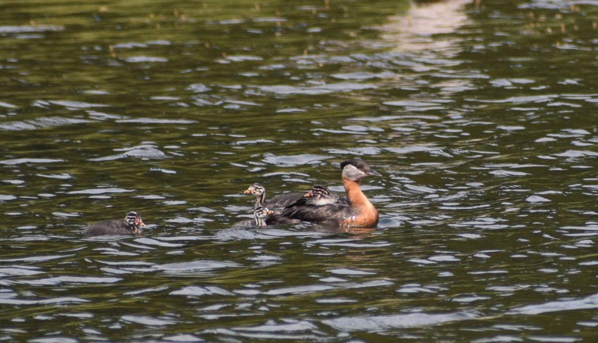 Red-necked Grebe - ML498072671