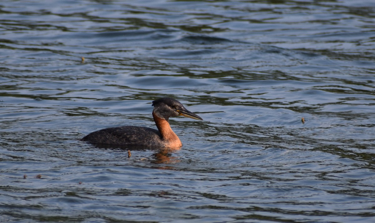 Red-necked Grebe - ML498072681