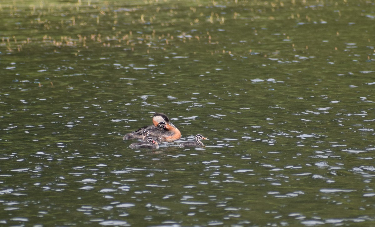 Red-necked Grebe - ML498072691