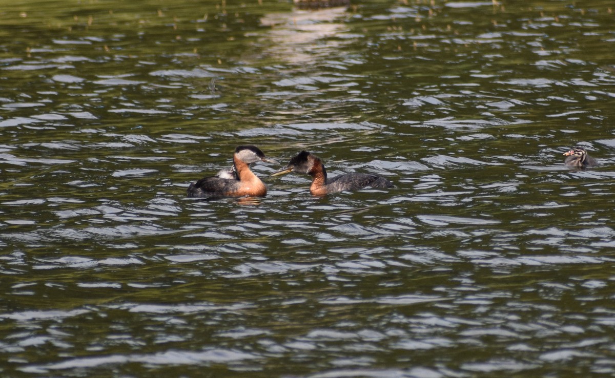 Red-necked Grebe - Dominique Blanc