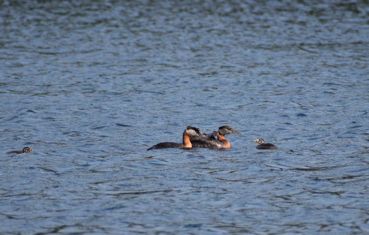 Red-necked Grebe - ML498072711