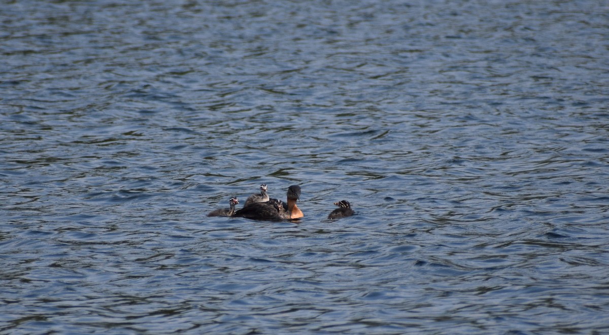 Red-necked Grebe - ML498072721