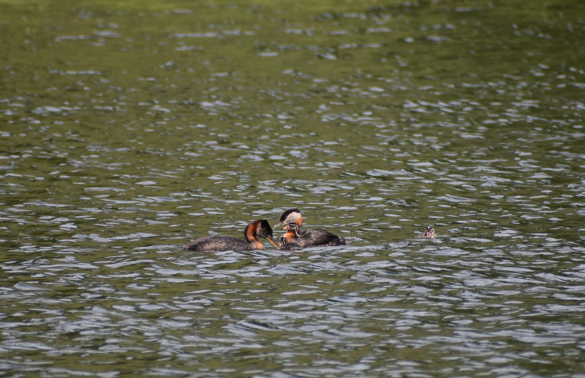 Red-necked Grebe - ML498072731