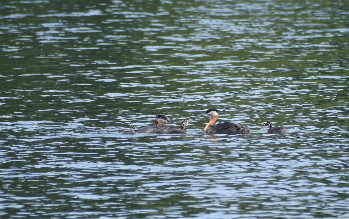 Red-necked Grebe - ML498072741