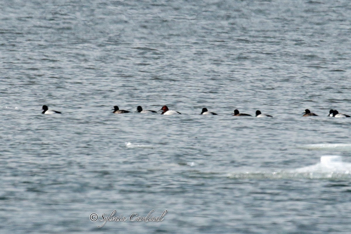 Canvasback - ML49807331