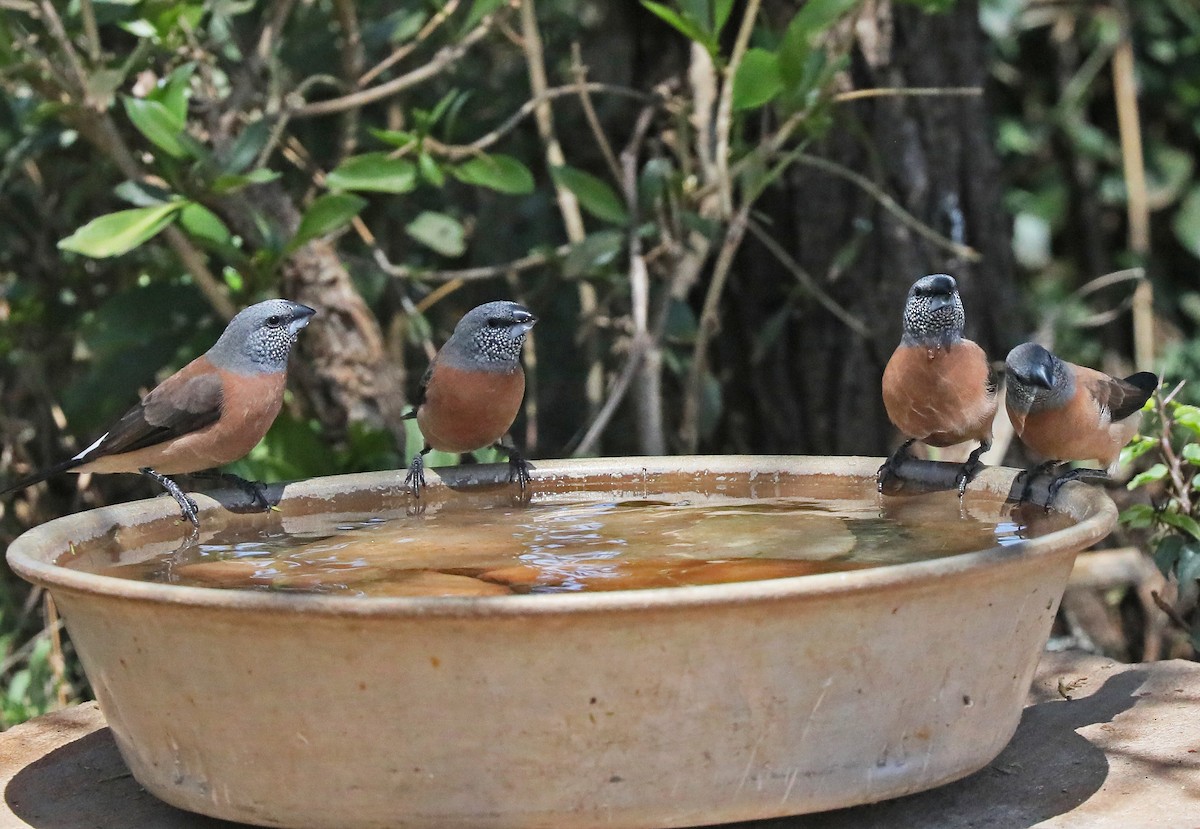 Gray-headed Silverbill - ML498073511