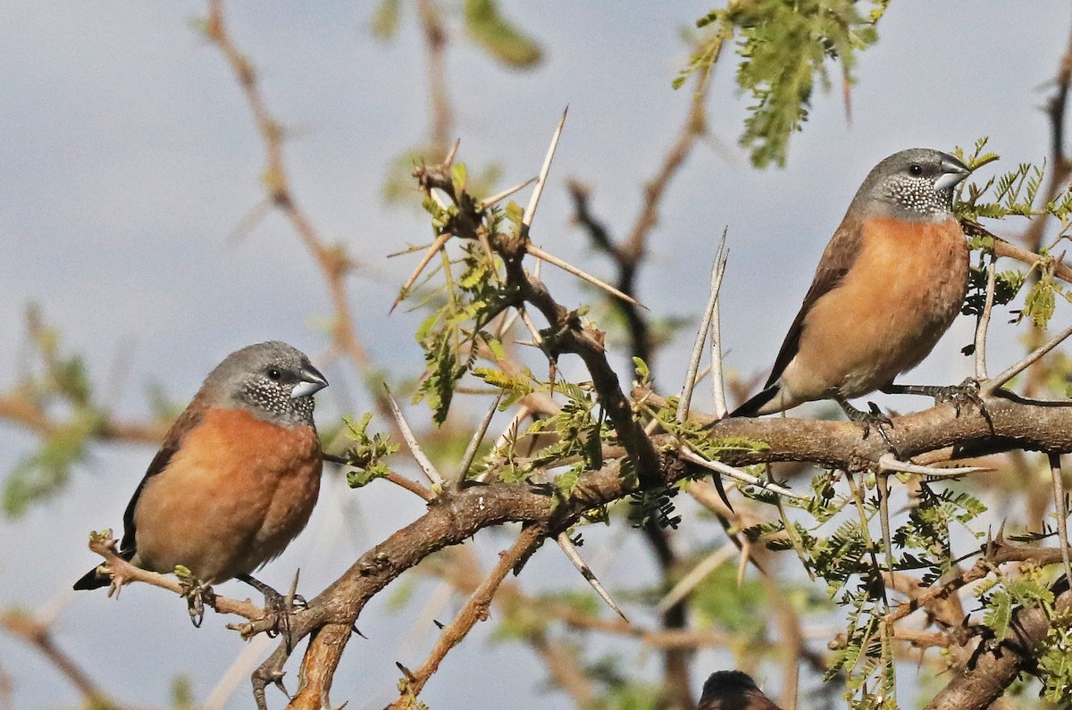 Gray-headed Silverbill - ML498073541