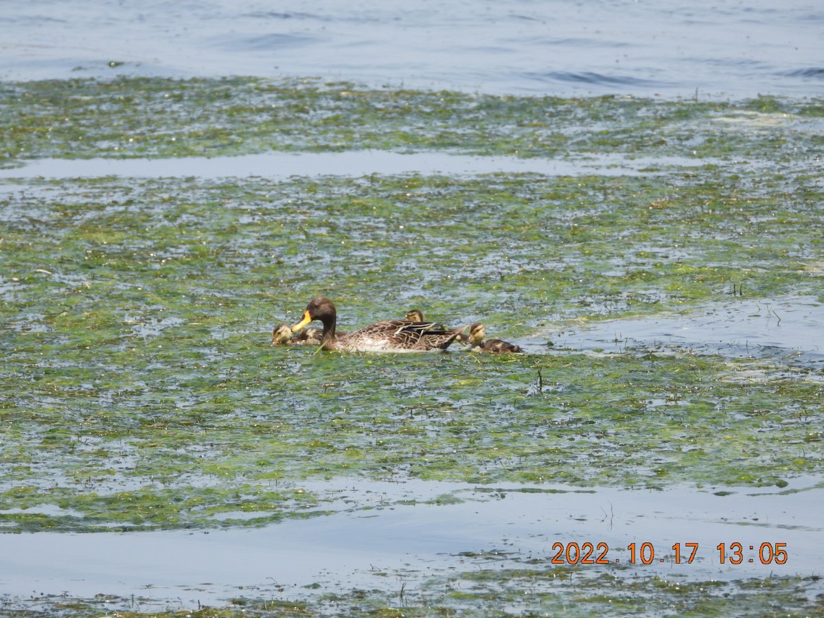 Canard à bec jaune - ML498073621