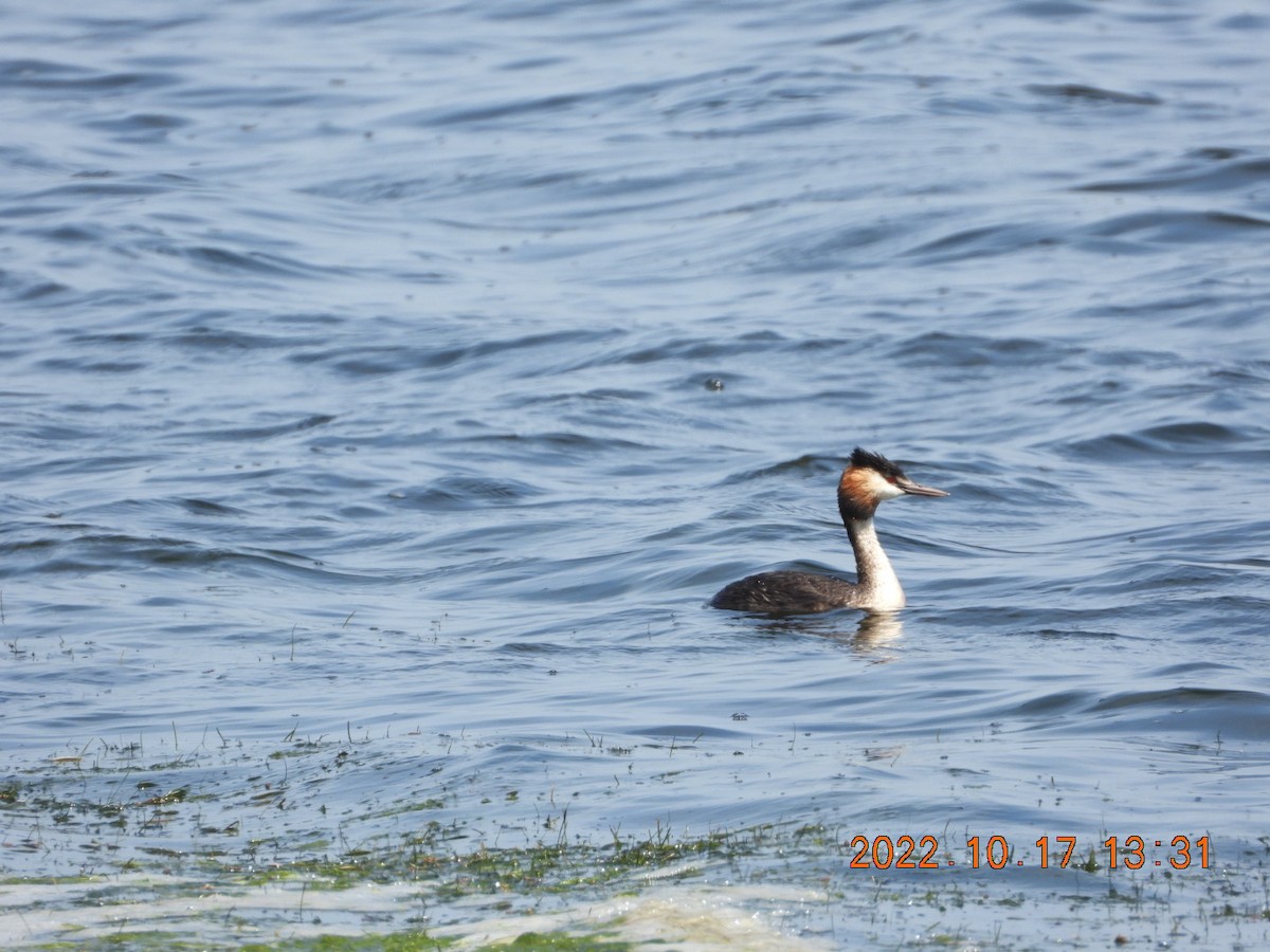 Great Crested Grebe - ML498073721