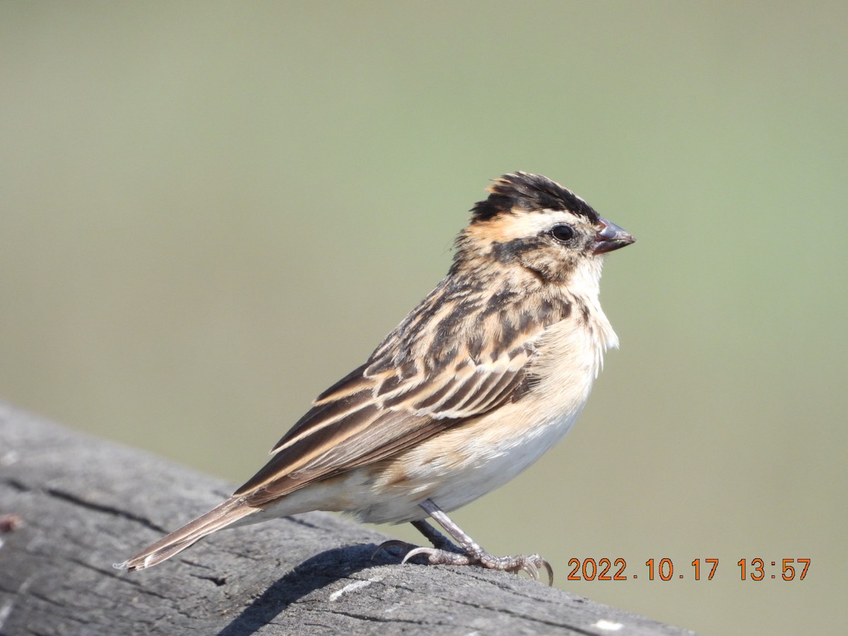 Pin-tailed Whydah - ML498073831
