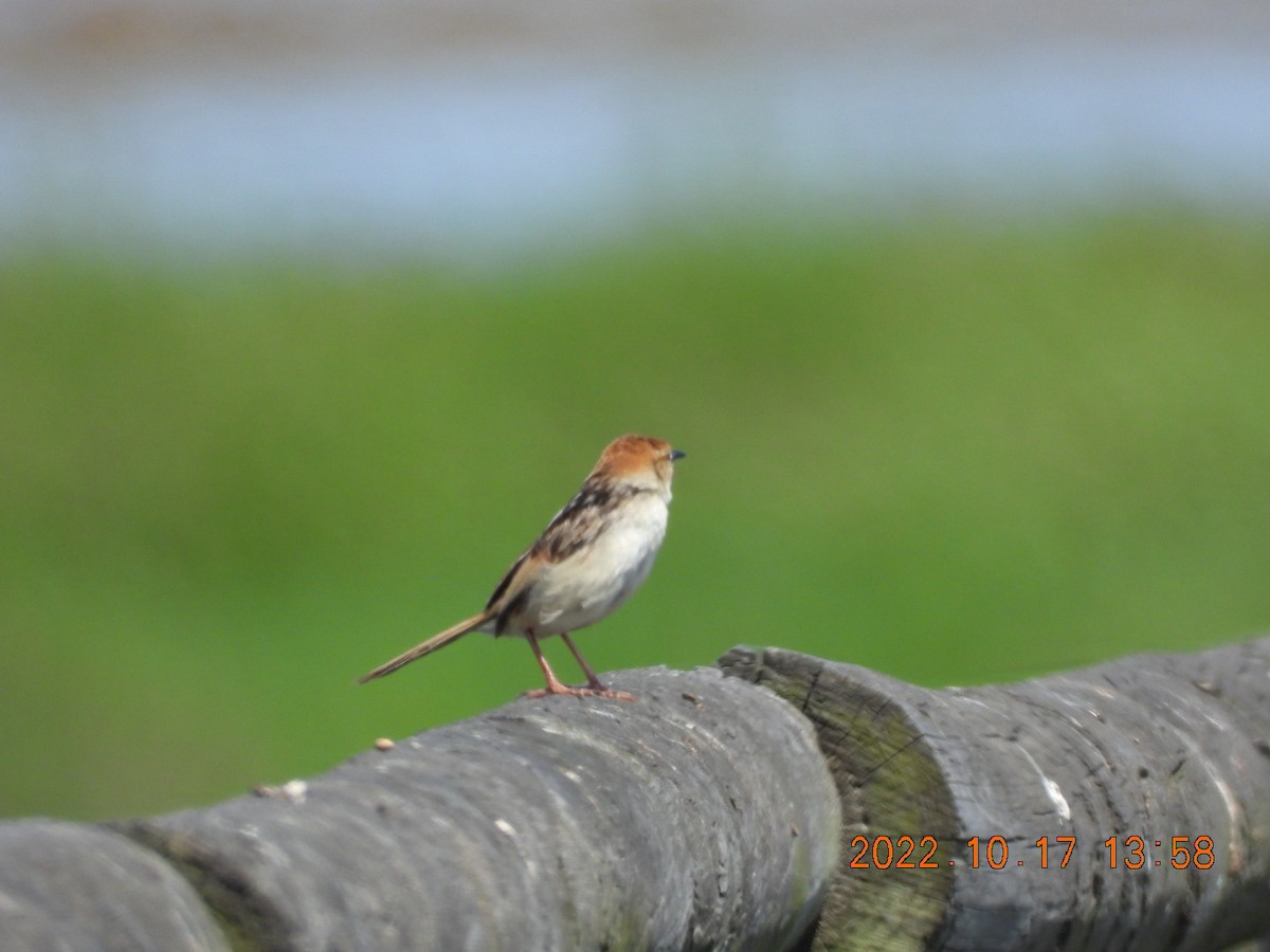 Levaillant's Cisticola - ML498074001