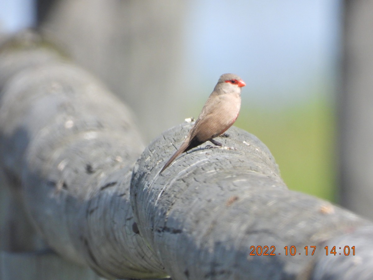 Common Waxbill - ML498074091